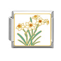 Narcisos