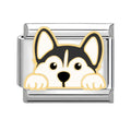 Husky asomando