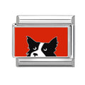 Border collie blanco y negro