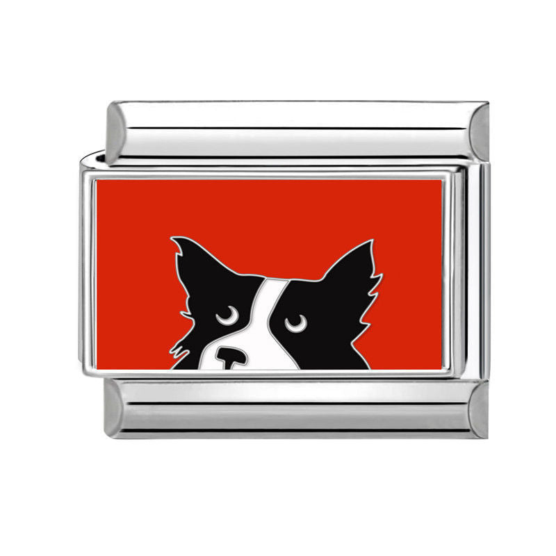 Border collie blanco y negro