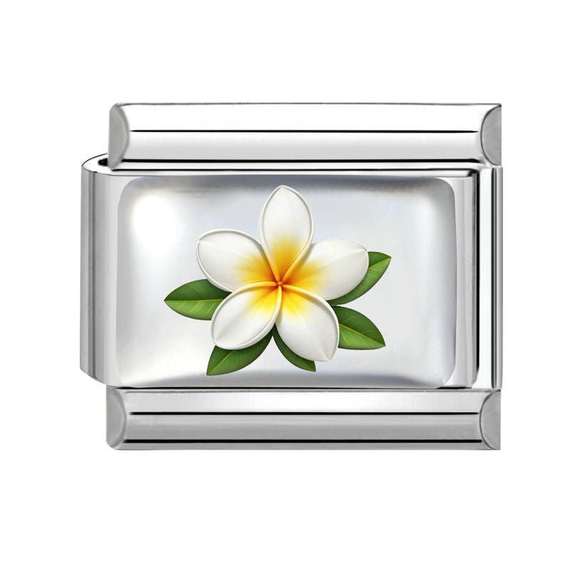 Flor blanca de plumeria