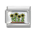 Campo de girasoles