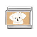 Perro maltés blanco